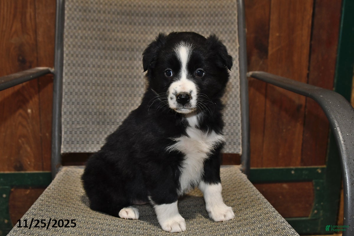 Australian Shepherd dogs Polly - Ad 2