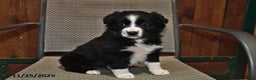 Australian Shepherd dogs for sale: Polly - Ad 1
