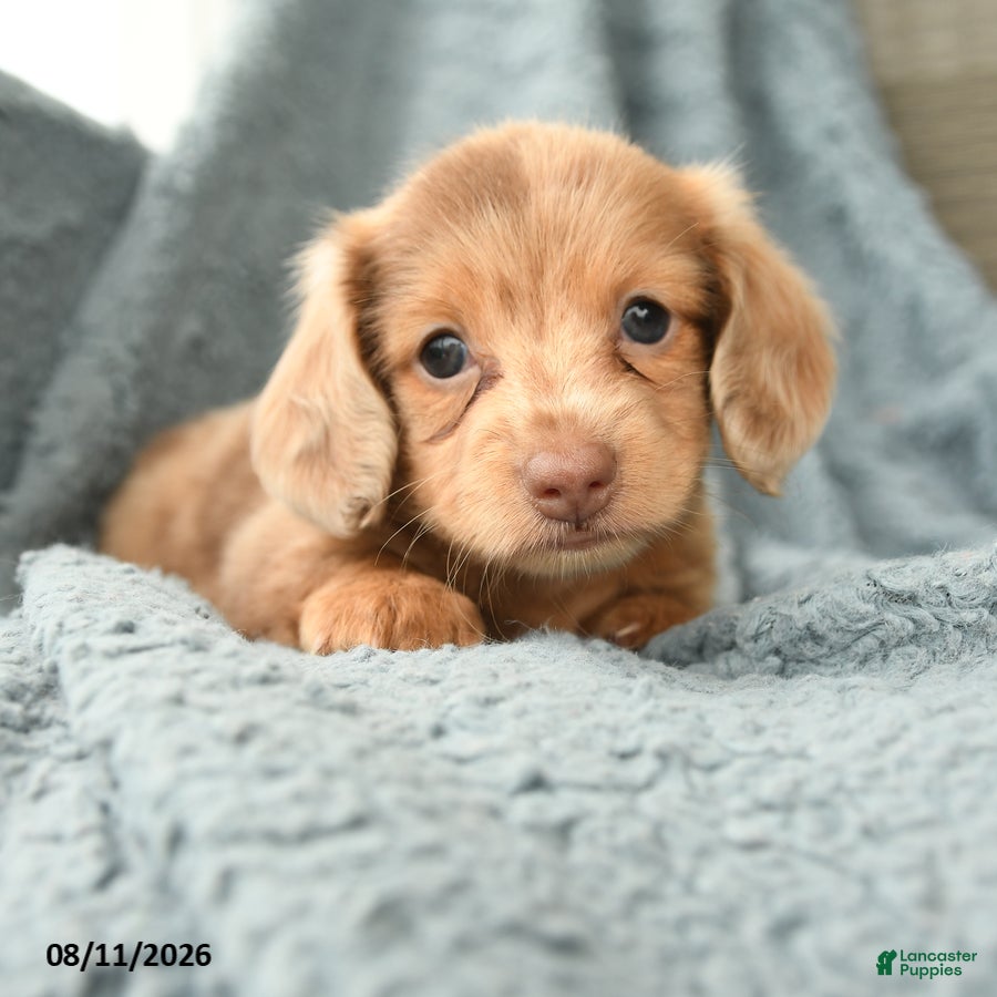 Dachshund dogs Chester - Ad 1