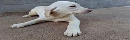 Labrador Retriever dogs for sale: Dan - Ad 3