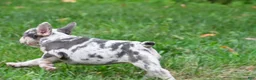 French Bulldog dogs for sale: Roxy - Ad 7