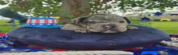 Olde English Bulldogge dogs for sale: Marshall - Ad 10