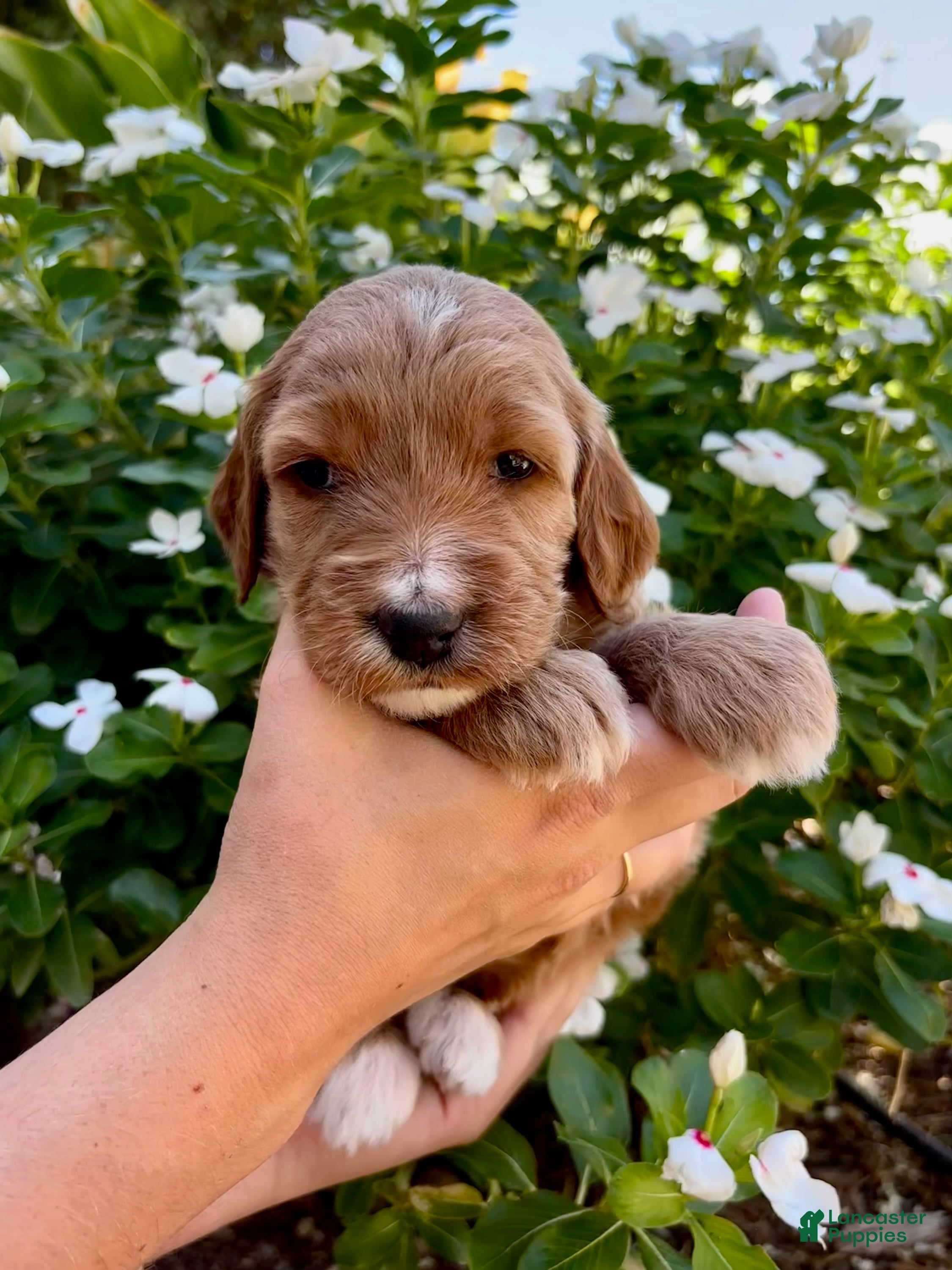 Irish Doodle dogs Irish Doodle Puppy- Aquata - Ad 1