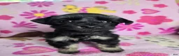 Miniature Schnauzer dogs for sale: Marcie - Ad 1