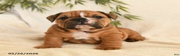 English Bulldog dogs for sale: Brutus - Ad 3