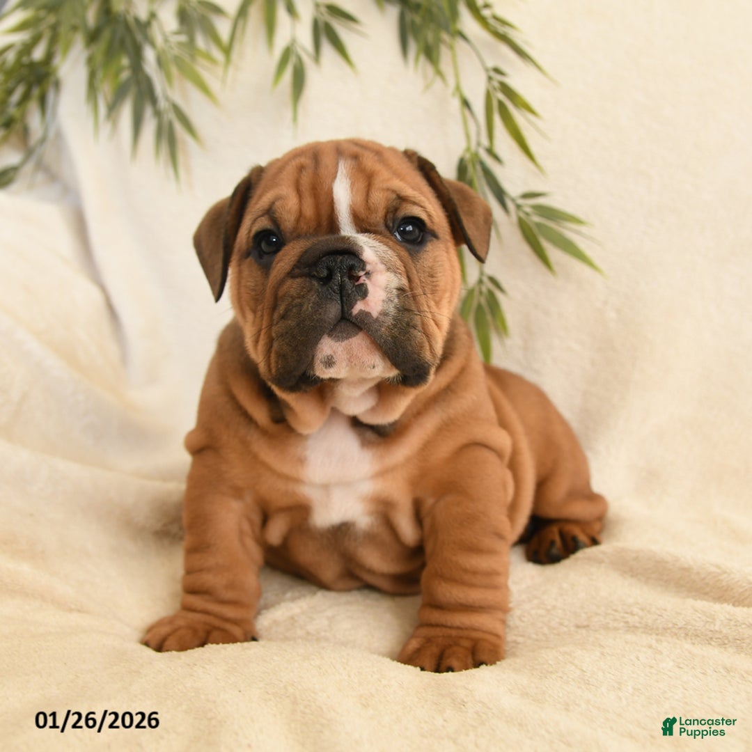 English Bulldog dogs for sale: Brutus - Ad 3