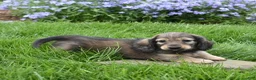 Miniature Dachshund dogs for sale: Miniature Dachshund Puppy 1 - Ad 2