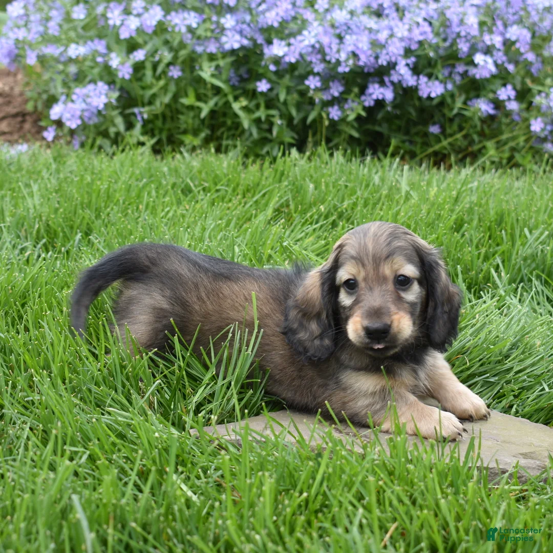 Miniature Dachshund dogs for sale: Miniature Dachshund Puppy 1 - Ad 2