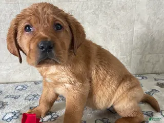 Labrador Retriever dogs Bo - Ad 15