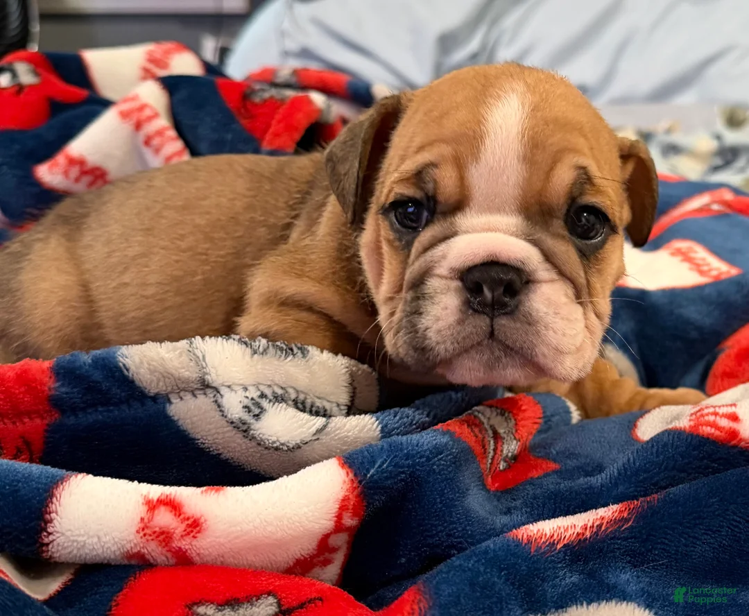English Bulldog dogs for sale: English Bulldog 3 - Ad 1