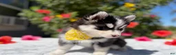 Pomsky dogs for sale: Moon - Ad 9