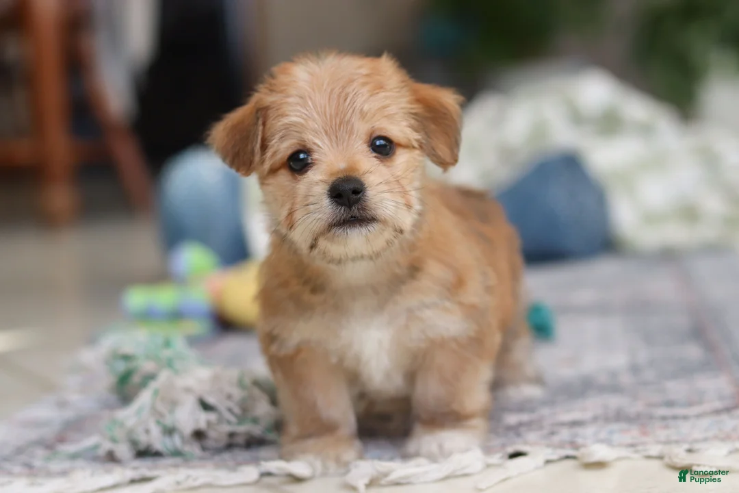 Morkie dogs for sale: Rory - Ad 11