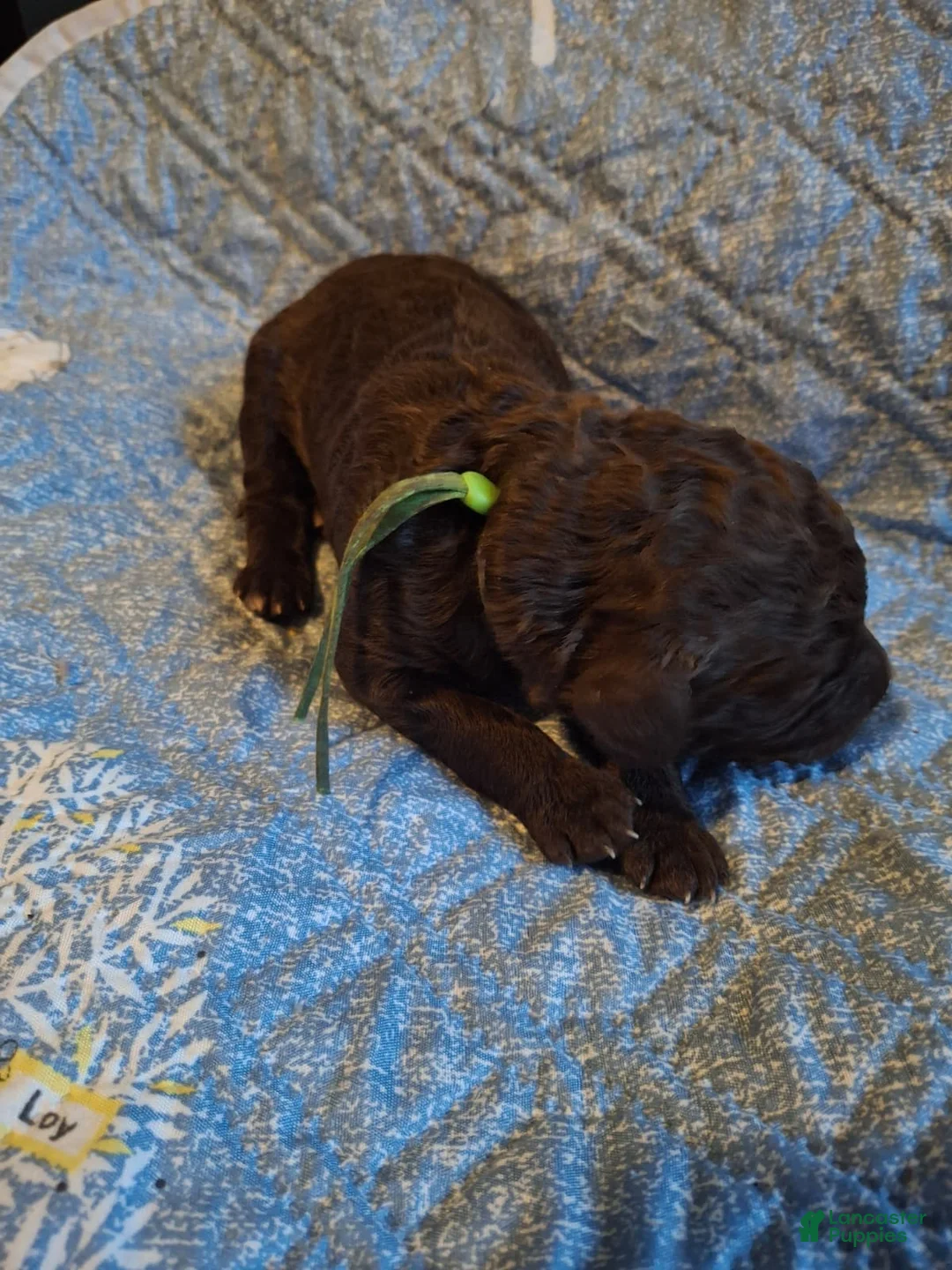 Labradoodle dogs for sale: Gherkin  - Ad 5