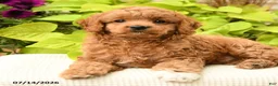Cavapoo dogs for sale: Bubbles - Ad 3