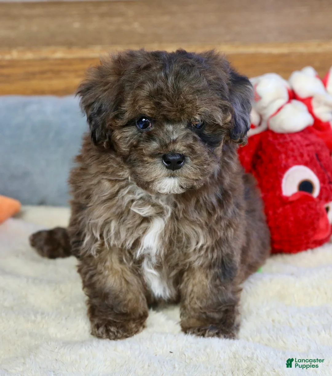 Miniature Poodle dogs for sale: Huxlee - Ad 14