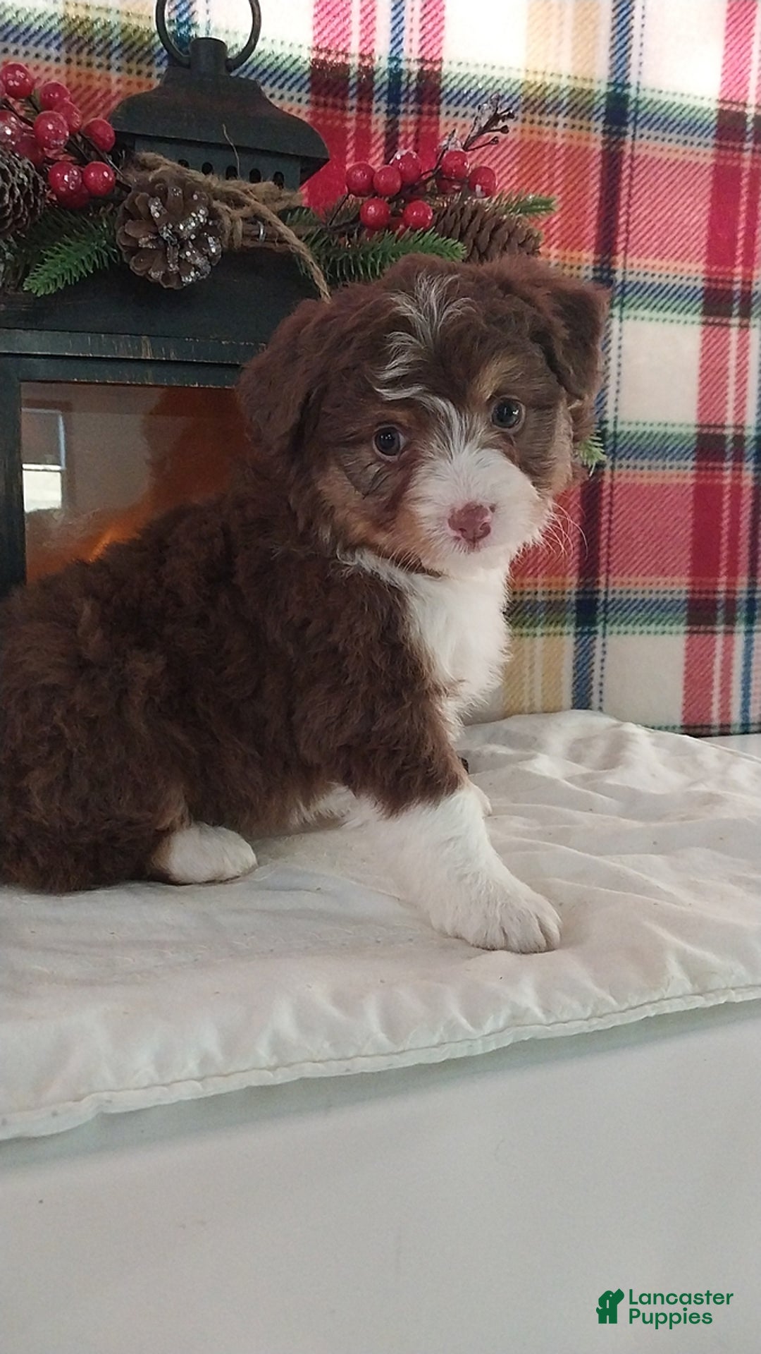 Gallery Image {{count}}