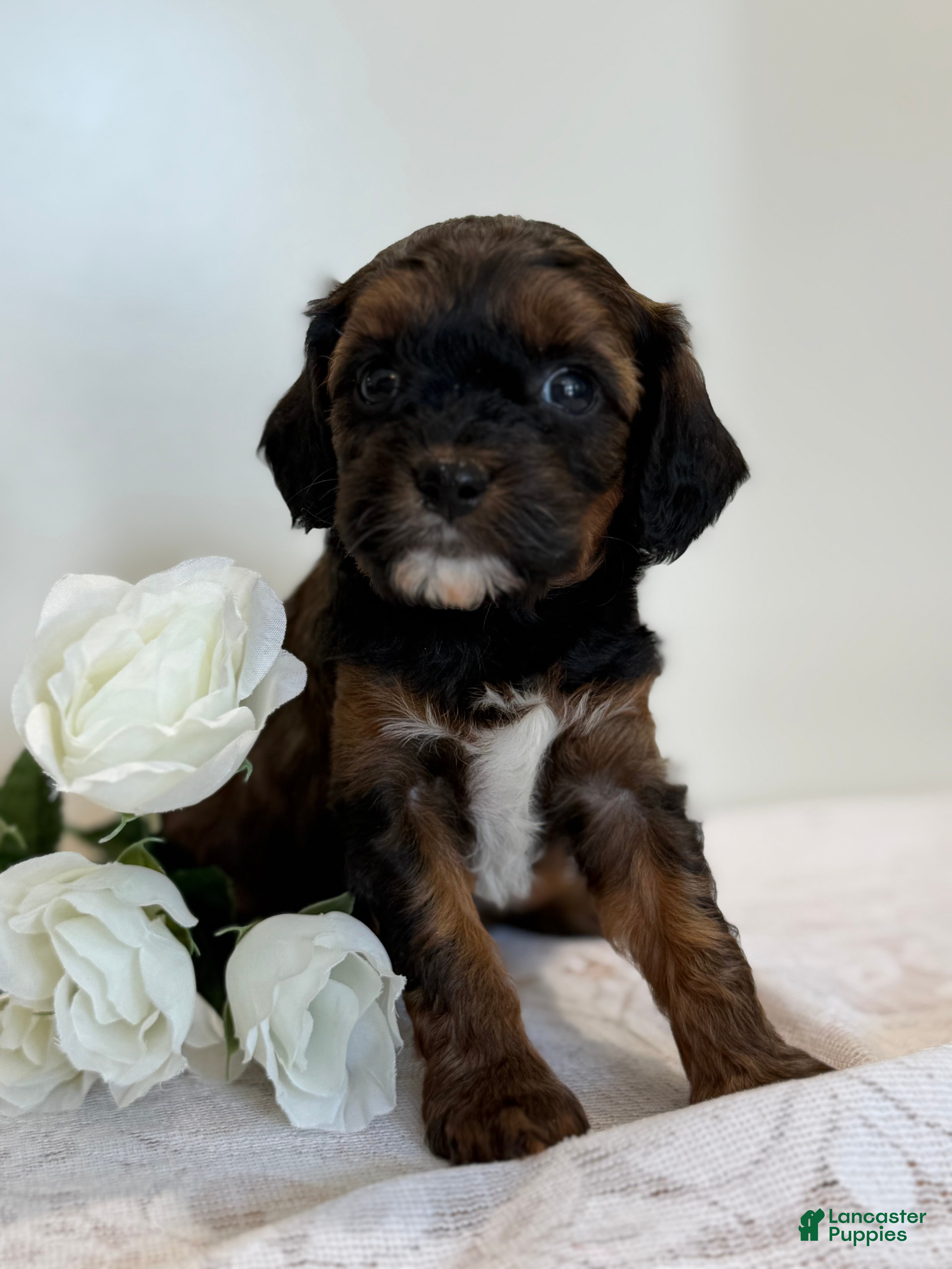 Cavapoo dogs Chocolate Chip Cavapoo  - Ad 1