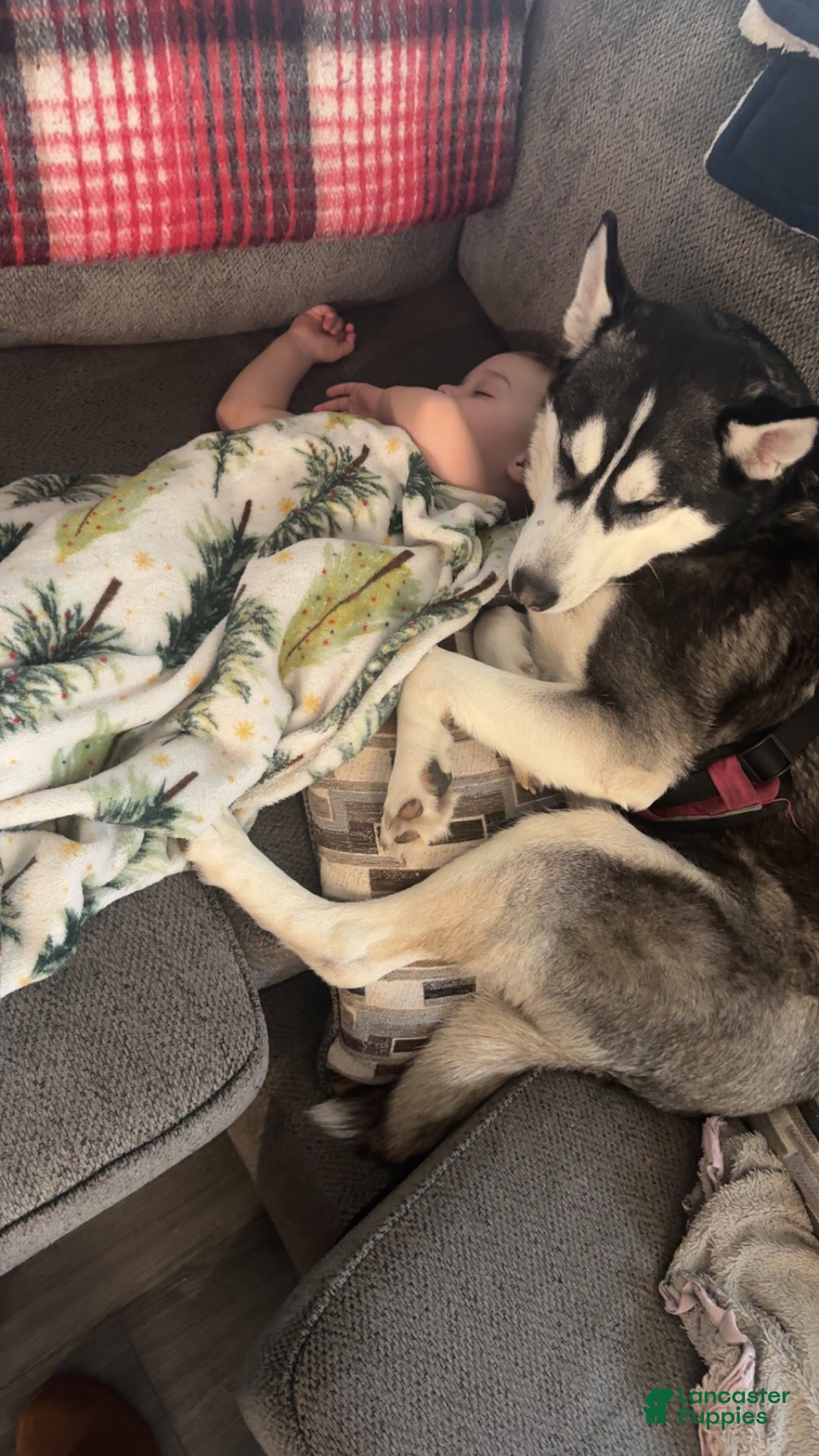 Siberian Husky dogs Siberian Husky Puppy 1 - Ad 27