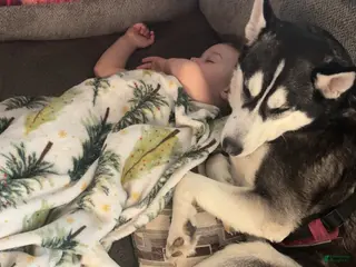 Siberian Husky dogs Siberian Husky Puppy 1 - Ad 27