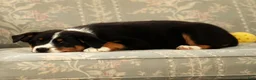 Australian Shepherd dogs for sale: Zoey - Ad 8