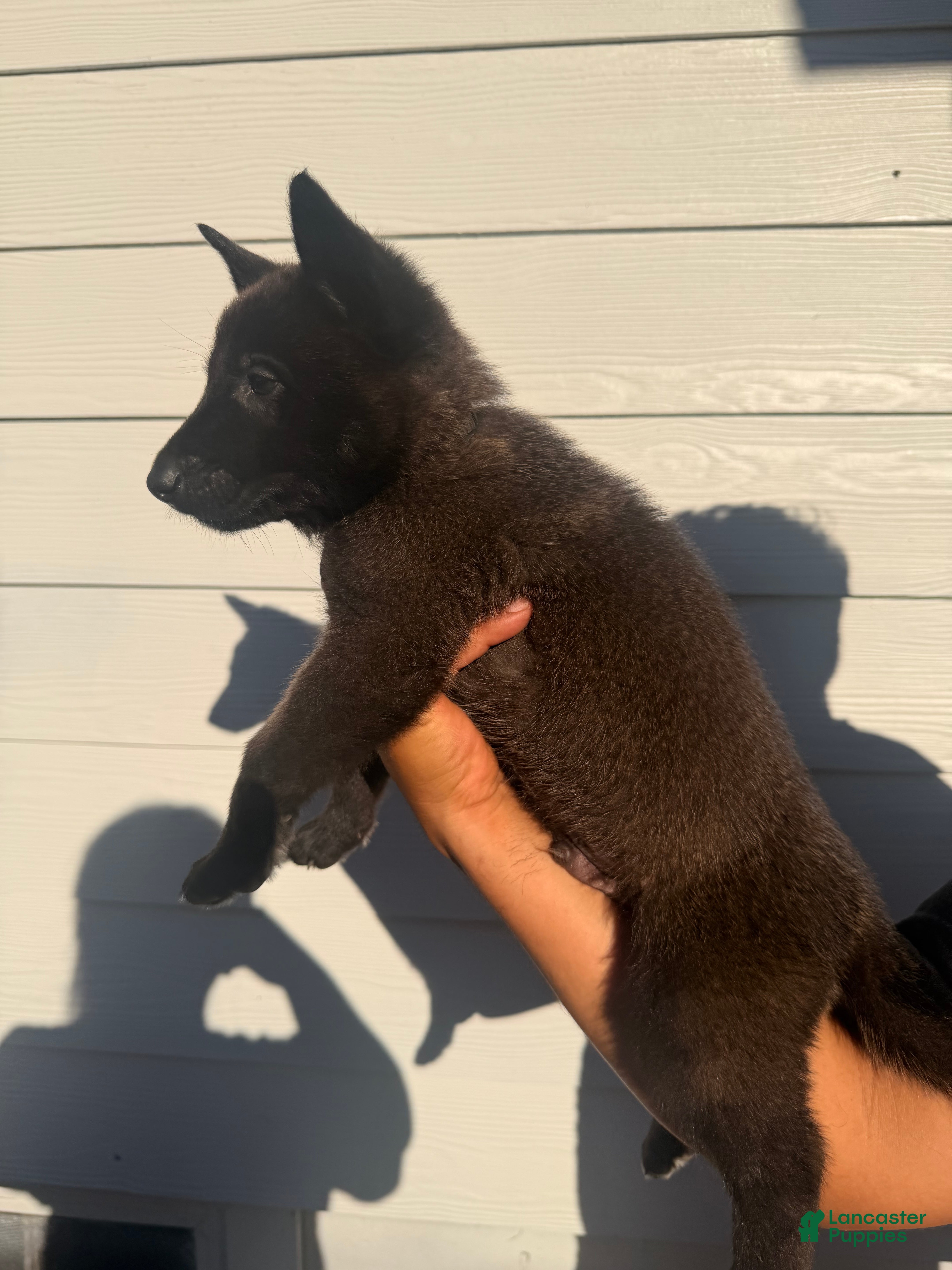 Belgian Malinois dogs for sale: Black collar - Ad 8