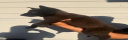 Belgian Malinois dogs for sale: Black collar - Ad 1