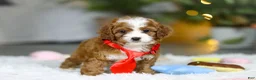 Cavapoo dogs for sale: Sammy - Ad 3