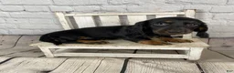 Miniature Dachshund dogs for sale: Coco - Ad 11