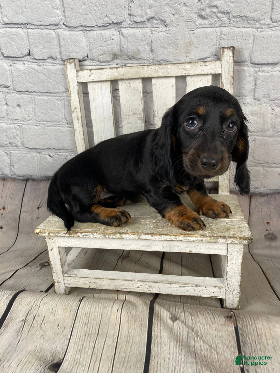 Miniature Dachshund dogs for sale: Coco - Ad 11