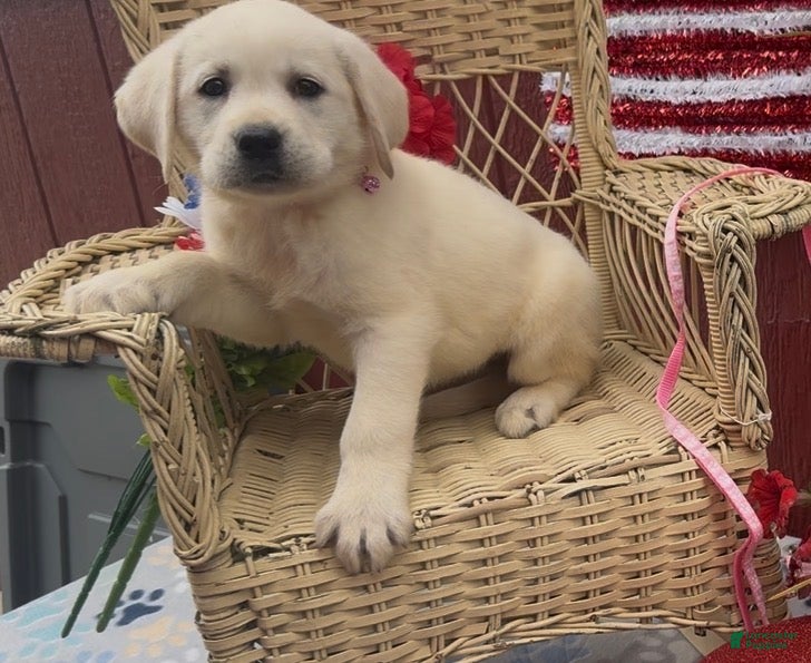 Labrador Retriever dogs for sale: Labrador Retriever Puppy 6 - Ad 4