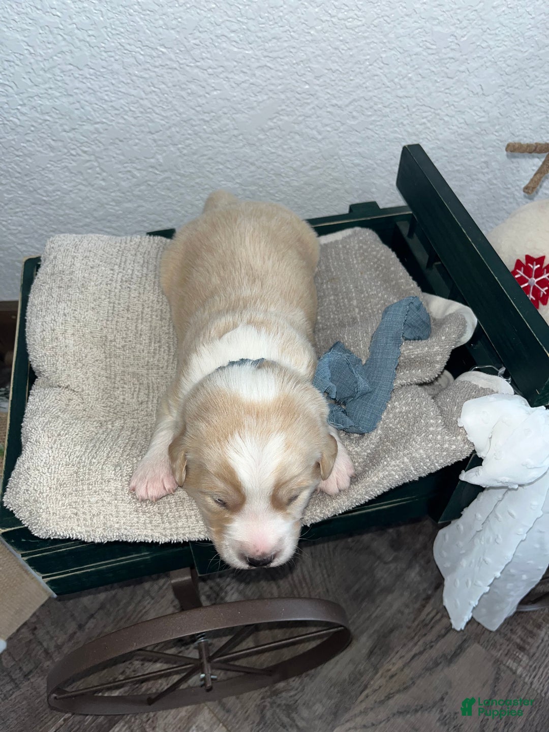 Mixed Breed dogs for sale: Bruno🩵 - Ad 2