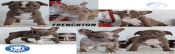 Frenchton dogs for sale: Lyla  - Ad 13