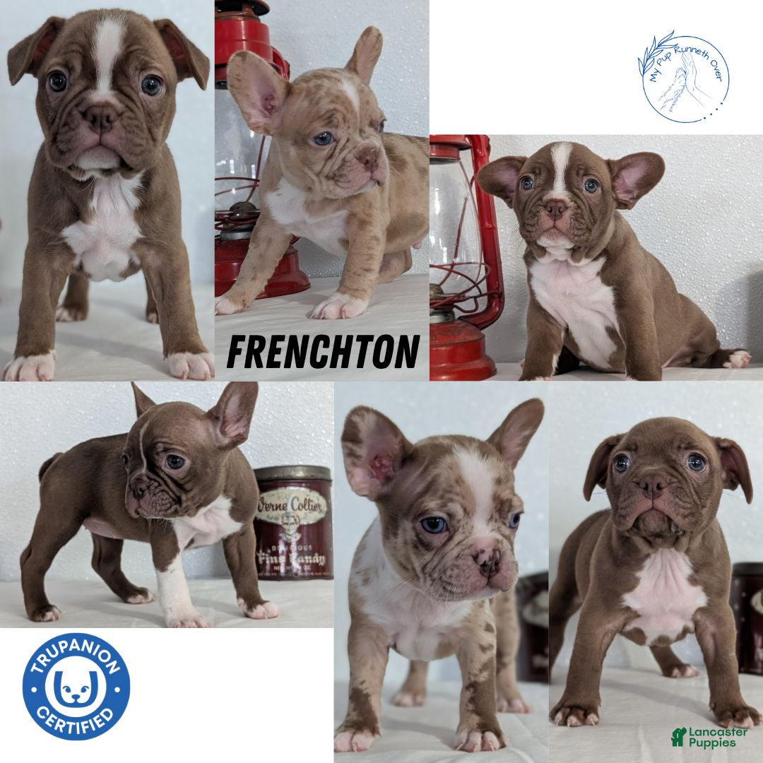 Frenchton dogs for sale: Lyla  - Ad 13