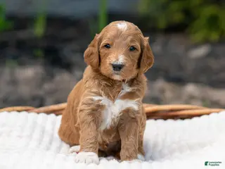 Irish Doodle dogs for sale: Burnt Orange Collar - “Sammy” - Ad 4