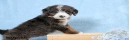 Mini Bernedoodle dogs for sale: Tasha - Ad 3