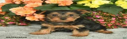 Yorkshire Terrier dogs for sale: Cuddles  - Ad 3