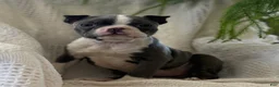 Boston Terrier dogs for sale: Remi - Ad 3
