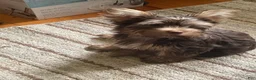 Yorkshire Terrier dogs for sale: Willo - Ad 3