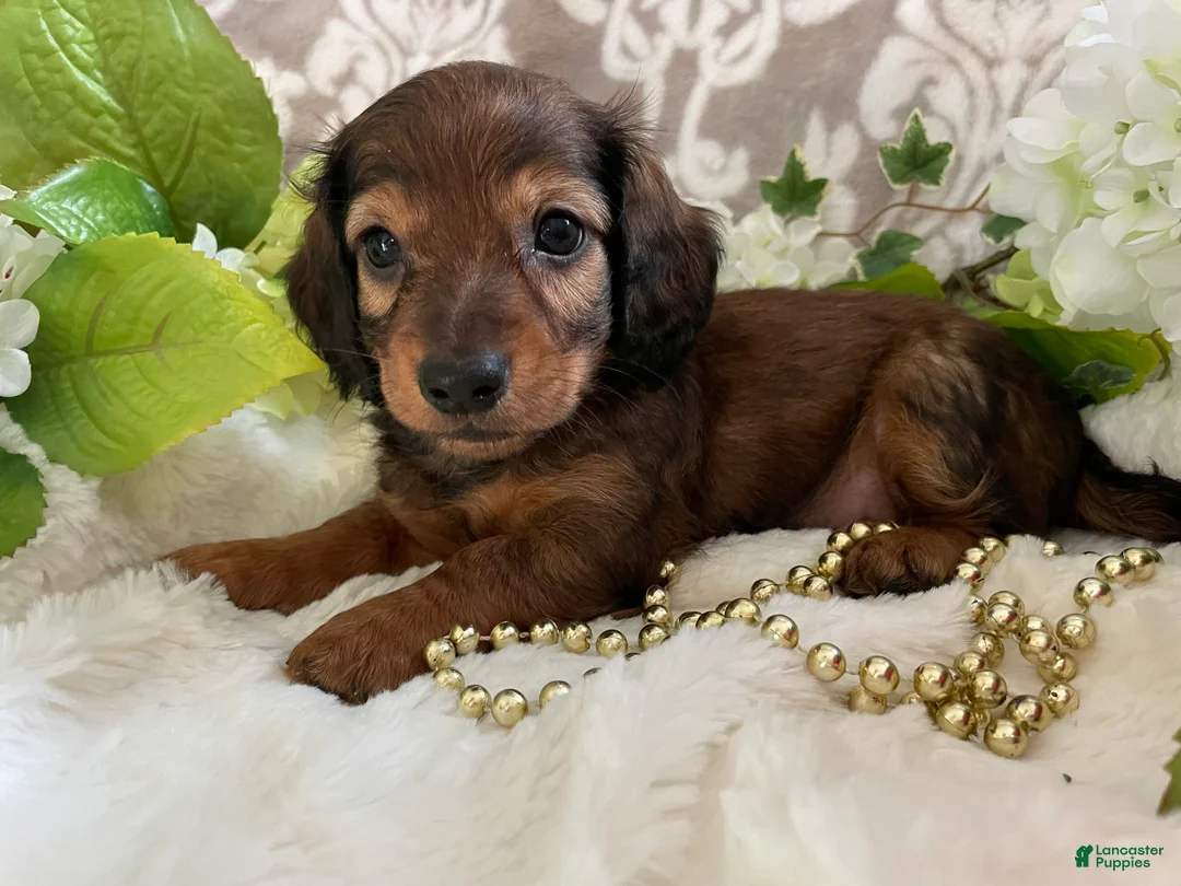 Miniature Dachshund dogs for sale: Moose - Ad 2