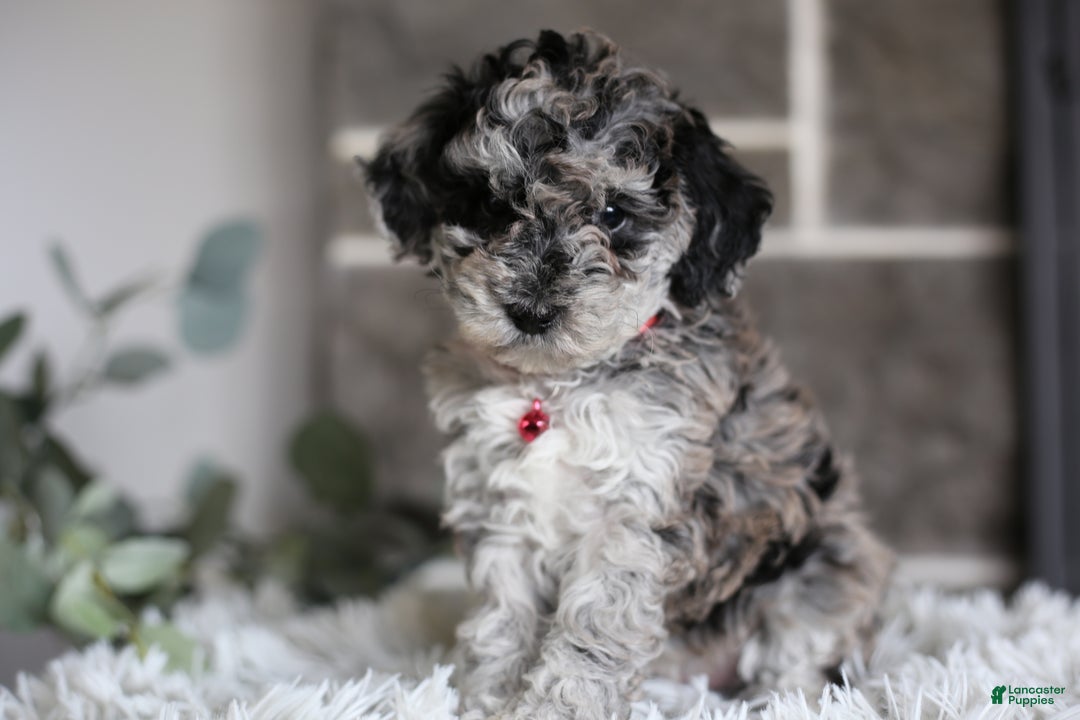 Miniature Poodle dogs for sale: Joy - Ad 8