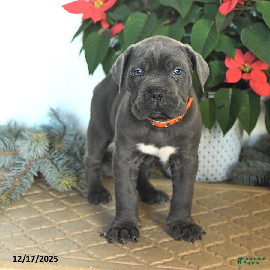 Cane Corso dogs Falala - Ad 8