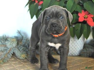 Cane Corso dogs Falala - Ad 8