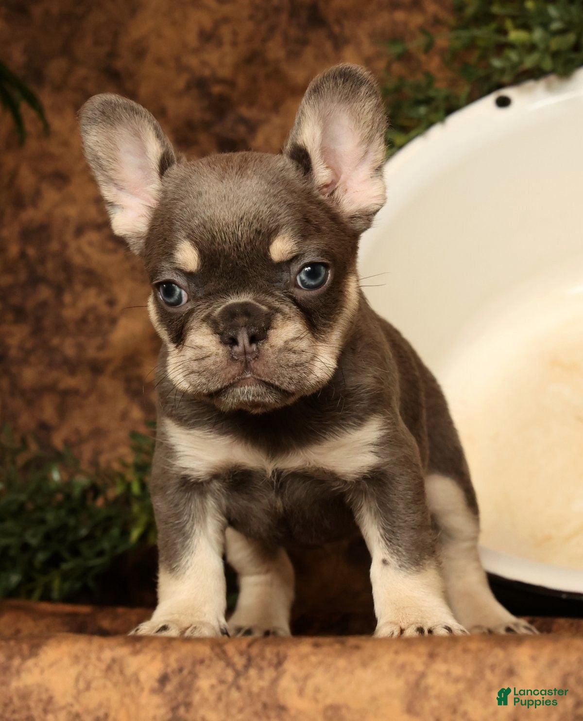 French Bulldog dogs for sale: Lenny - Ad 5