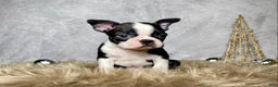 Boston Terrier dogs for sale: Sterling  - Ad 6
