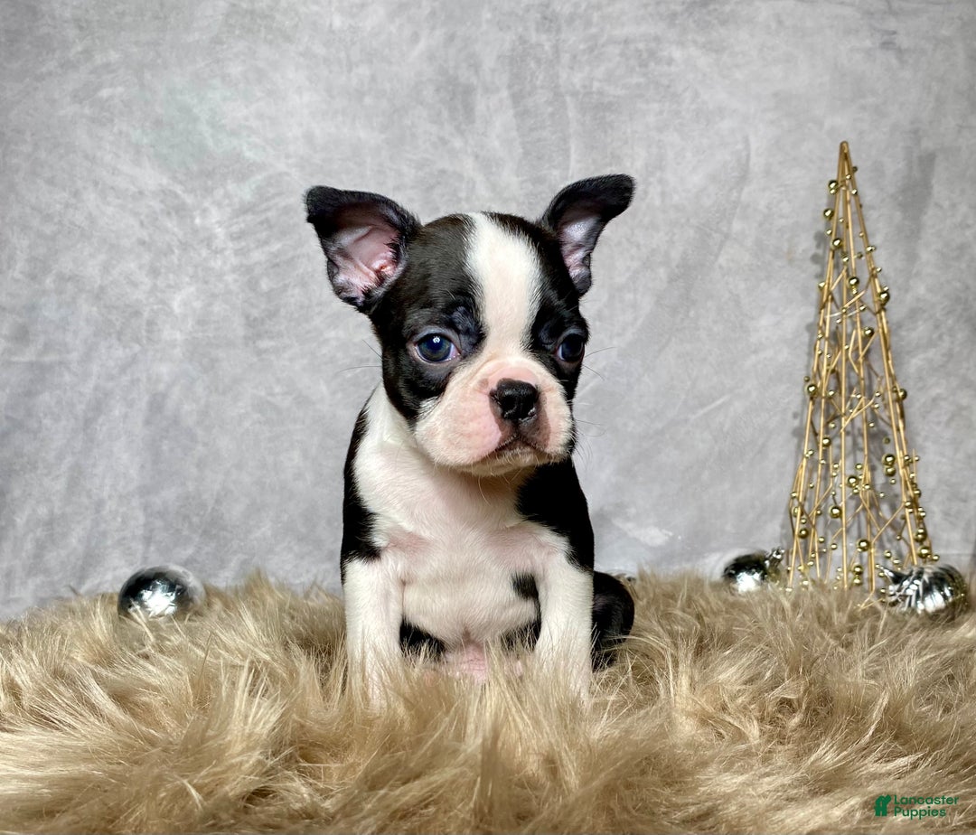 Boston Terrier dogs for sale: Sterling  - Ad 6
