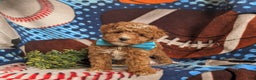 Mini Goldendoodle dogs for sale: Denzel 15 lbs Full Grown Hypoallergenic - Ad 4