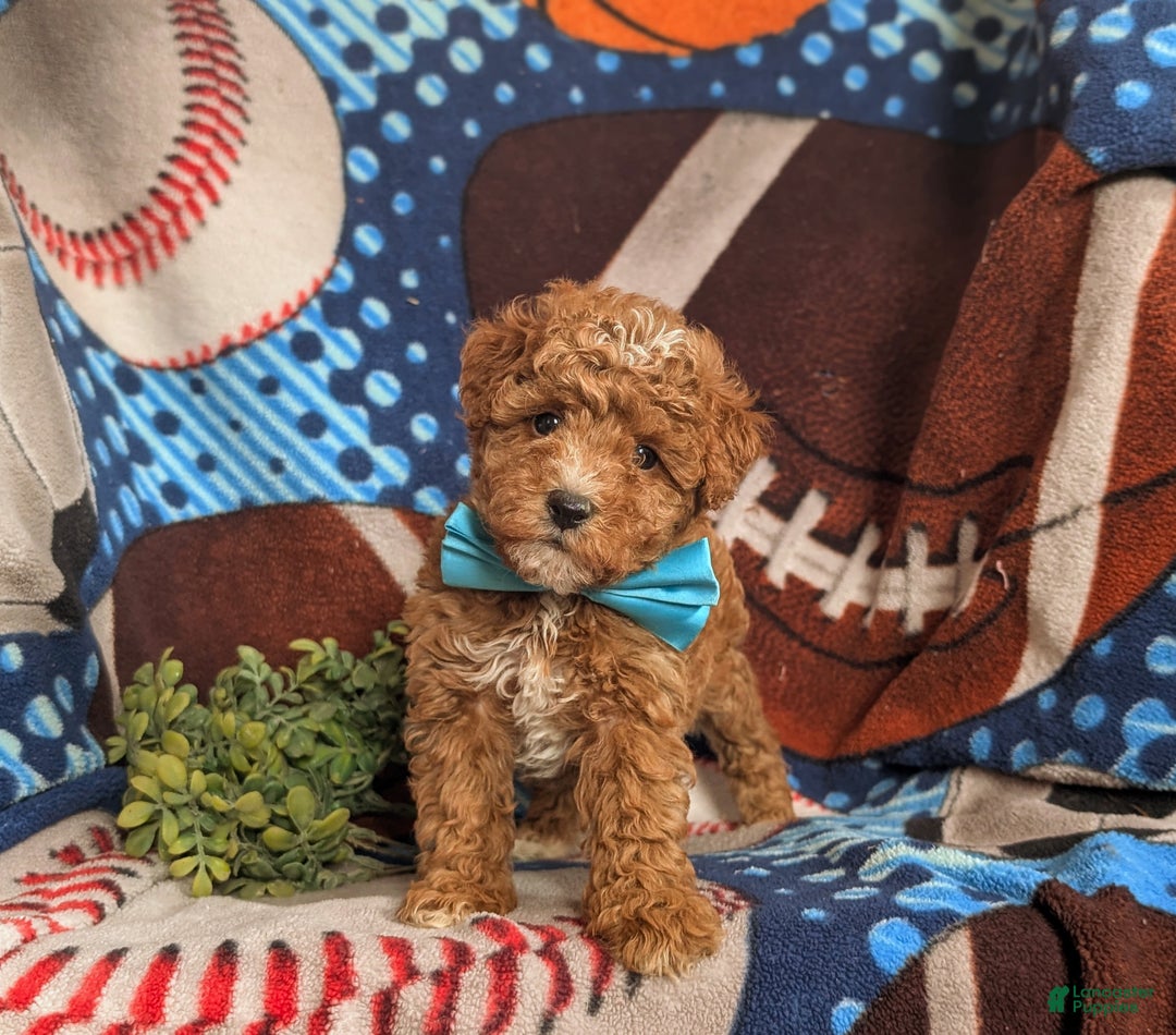 Mini Goldendoodle dogs for sale: Denzel 15 lbs Full Grown Hypoallergenic - Ad 4