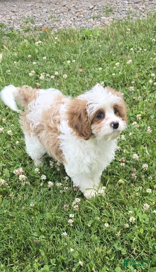Cavapoo dogs Amos - Ad 1