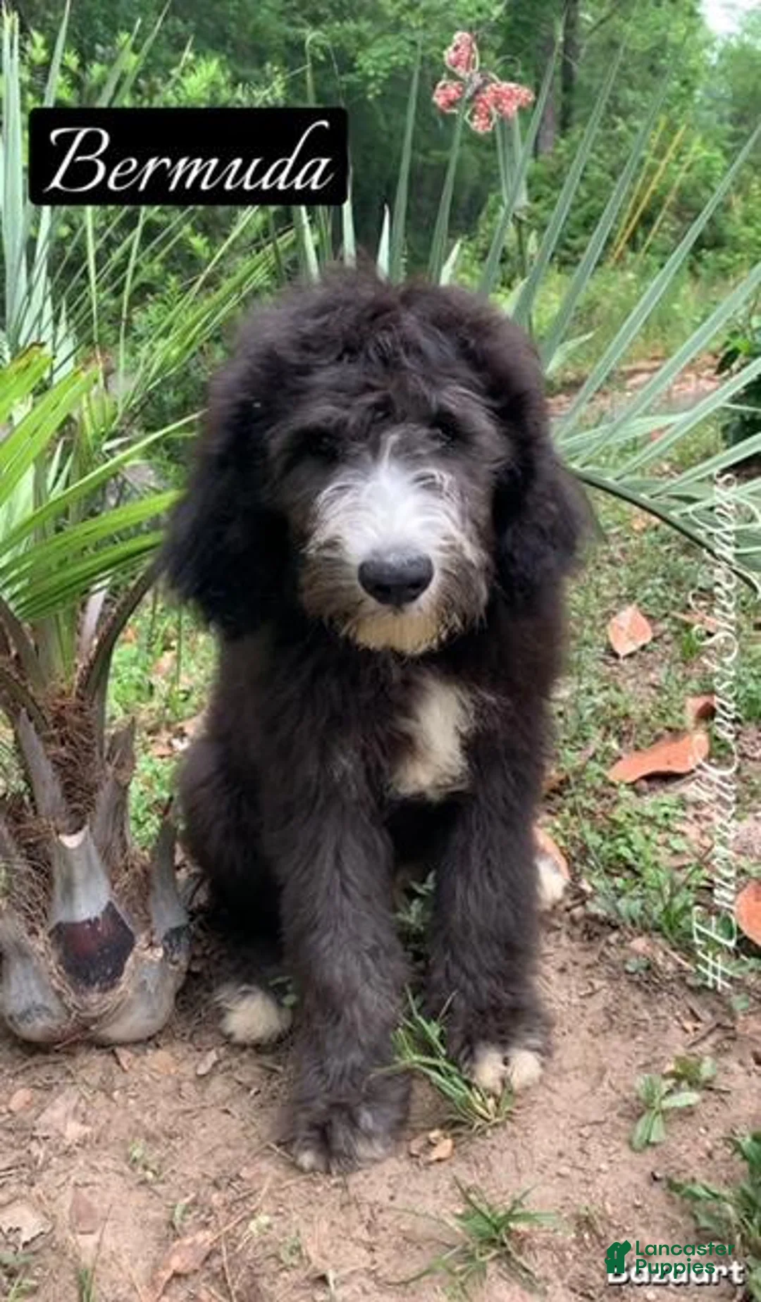 Sheepadoodle dogs for sale: Bermuda - Ad 1