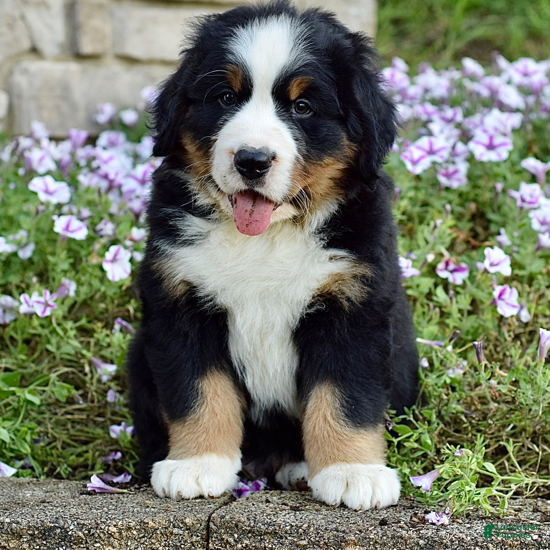 Bernese Mountain Dog dogs Mr. Barney - Ad 1